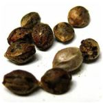 Семена марихуаны АК-47 (Seeds AK-47) в Кемерово Семена марихуаны АК-47 (Seeds AK-47) в Кемерово